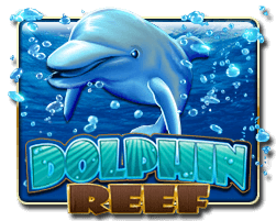 Dolphin Reef